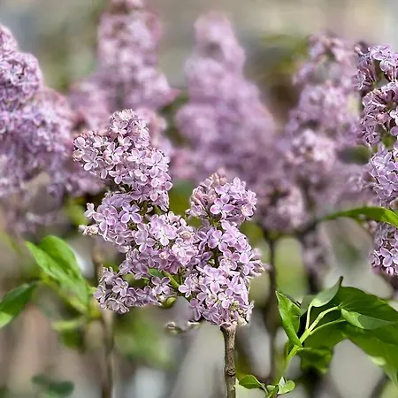 Rooftop Triplex With Garden At Notre Dame Apartment *